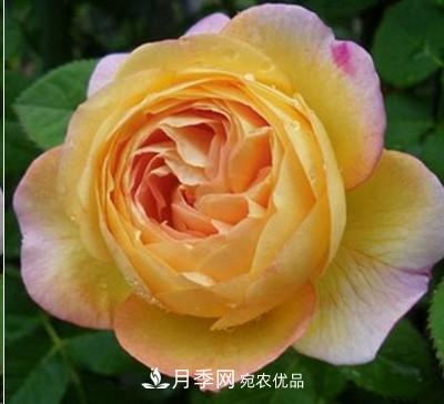 盤點各國的灌木月季品種，哪些是不可錯過的經(jīng)典品種！(圖14)