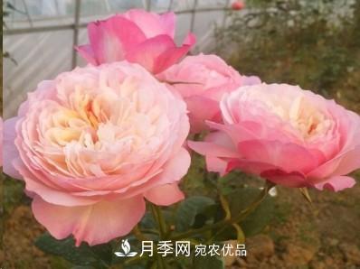 盤點各國的灌木月季品種，哪些是不可錯過的經(jīng)典品種！(圖13)