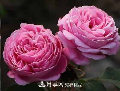 盤點各國的灌木月季品種，哪些是不可錯過的經(jīng)典品種！(圖17)