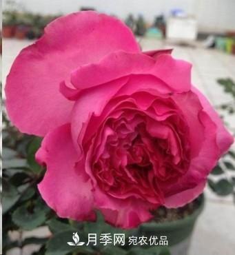 盤點各國的灌木月季品種，哪些是不可錯過的經(jīng)典品種！(圖16)