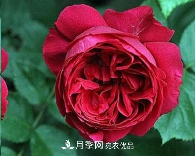 盤點各國的灌木月季品種，哪些是不可錯過的經(jīng)典品種！(圖18)