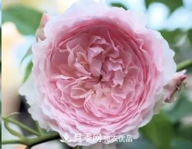 盤點各國的灌木月季品種，哪些是不可錯過的經(jīng)典品種！(圖20)