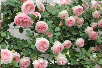 盤點各國的灌木月季品種，哪些是不可錯過的經(jīng)典品種！(圖19)