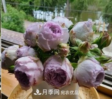 盤點各國的灌木月季品種，哪些是不可錯過的經(jīng)典品種！(圖21)