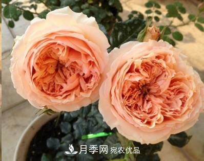 盤點各國的灌木月季品種，哪些是不可錯過的經(jīng)典品種！(圖23)