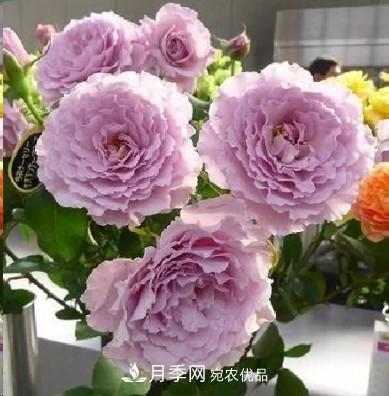 盤點各國的灌木月季品種，哪些是不可錯過的經(jīng)典品種！(圖22)