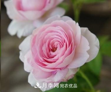盤點各國的灌木月季品種，哪些是不可錯過的經(jīng)典品種！(圖25)
