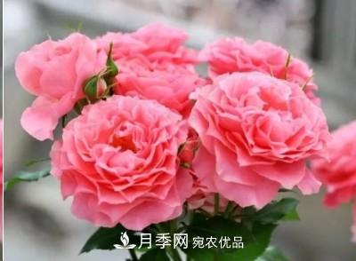 盤點各國的灌木月季品種，哪些是不可錯過的經(jīng)典品種！(圖24)