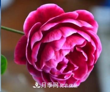 盤點各國的灌木月季品種，哪些是不可錯過的經(jīng)典品種！(圖28)