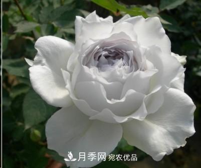 盤點各國的灌木月季品種，哪些是不可錯過的經(jīng)典品種！(圖27)