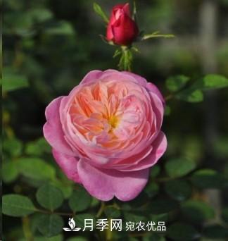 盤點各國的灌木月季品種，哪些是不可錯過的經(jīng)典品種！(圖26)