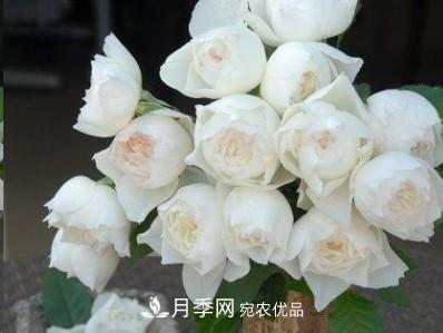 盤點各國的灌木月季品種，哪些是不可錯過的經(jīng)典品種！(圖30)