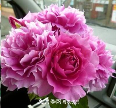 盤點各國的灌木月季品種，哪些是不可錯過的經(jīng)典品種！(圖29)