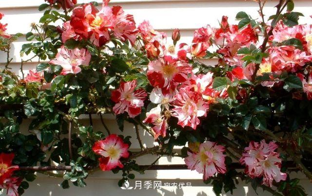 一年開360天！這個獲得AARS大獎的藤本月季簡直逆天！(圖3)