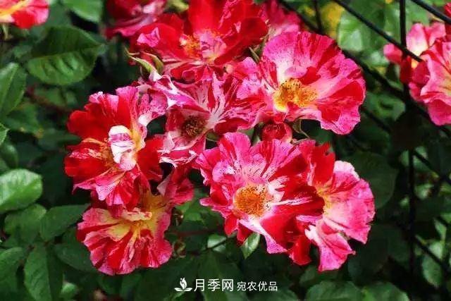 一年開360天！這個獲得AARS大獎的藤本月季簡直逆天！(圖2)
