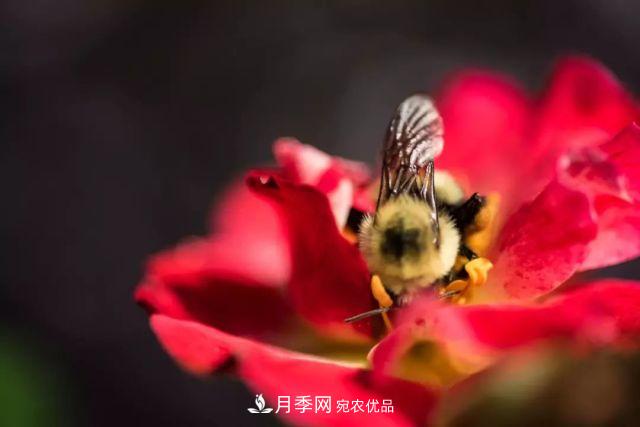一年開360天！這個獲得AARS大獎的藤本月季簡直逆天！(圖5)