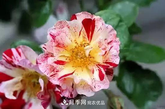 一年開360天！這個獲得AARS大獎的藤本月季簡直逆天！(圖4)