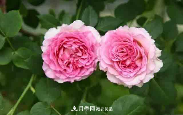地栽月季花在北方如何防止被凍死？(圖1)