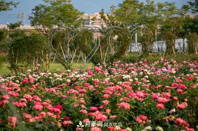 臥龍區(qū)牽線搭橋 南陽月季走進(jìn)廣東肇慶(圖1)
