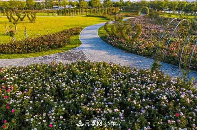 臥龍區(qū)牽線搭橋 南陽月季走進(jìn)廣東肇慶(圖2)