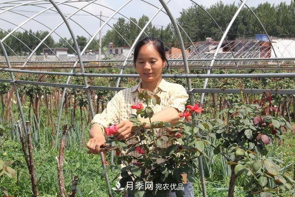南陽(yáng)市臥龍區(qū)：月季產(chǎn)業(yè)鋪就增收脫貧路(圖1)