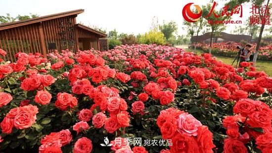 花卉產(chǎn)業(yè)展國門風采 月季增植引領(lǐng)北京大興區(qū)花卉產(chǎn)業(yè)飛速發(fā)展(圖1)