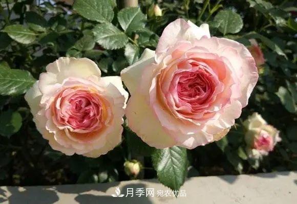 種月季有竅門，用“紅陶盆”栽種，透氣透水，月季發(fā)芽快開花多(圖1)
