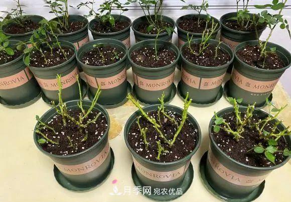 種月季有竅門，用“紅陶盆”栽種，透氣透水，月季發(fā)芽快開花多(圖2)