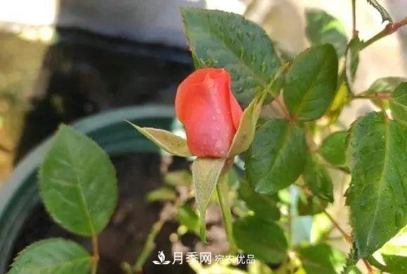 種月季有竅門，用“紅陶盆”栽種，透氣透水，月季發(fā)芽快開花多(圖3)