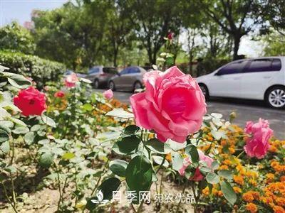 花開(kāi)正艷！呼和浩特這條月季景觀大道模樣初現(xiàn)，你去過(guò)嗎？(圖1)