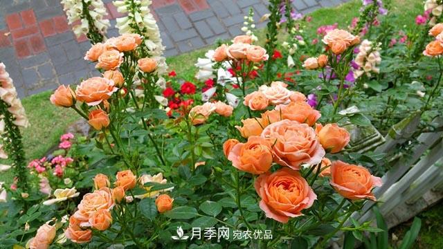 北方南方養(yǎng)護(hù)月季重點(diǎn)有什么不同？不用討論了(圖1)