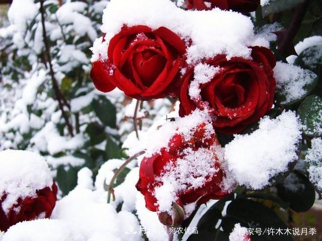 氣溫差異大，南北方養(yǎng)月季有何區(qū)別？因地制宜養(yǎng)月季教程(圖2)