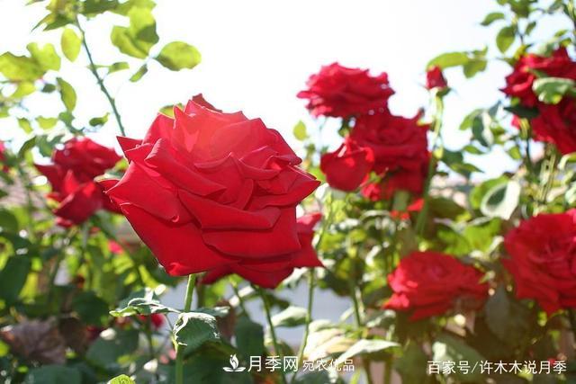 氣溫差異大，南北方養(yǎng)月季有何區(qū)別？因地制宜養(yǎng)月季教程(圖3)