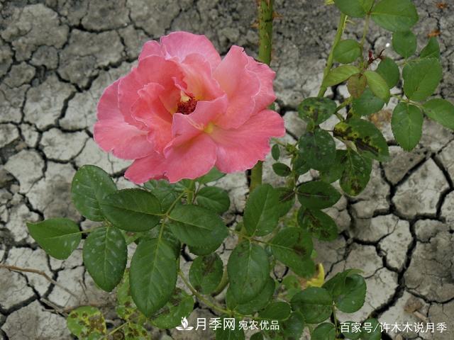 氣溫差異大，南北方養(yǎng)月季有何區(qū)別？因地制宜養(yǎng)月季教程(圖5)