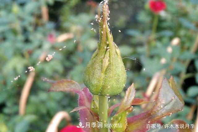 氣溫差異大，南北方養(yǎng)月季有何區(qū)別？因地制宜養(yǎng)月季教程(圖6)