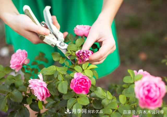 氣溫差異大，南北方養(yǎng)月季有何區(qū)別？因地制宜養(yǎng)月季教程(圖7)