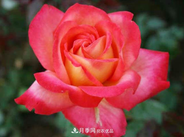 夏秋季節(jié)種植歐月月季需要什么技術(shù)？(圖1)