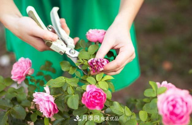 養(yǎng)護(hù)月季必須的修剪要怎么去做？(圖1)