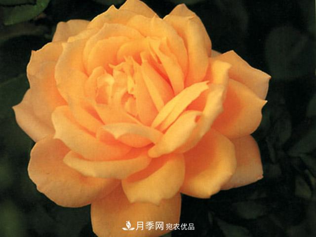 種植月季品種春蕾需要做到哪些方面？(圖1)