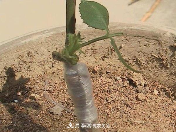 藤本月季有哪幾種嫁接方式？(圖2)