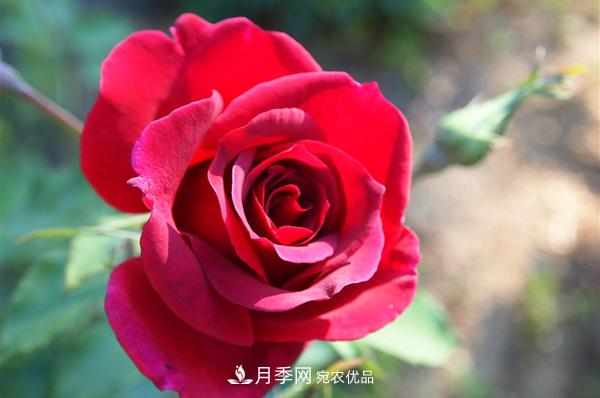 常見的紅色藤本月季有哪些品種？(圖1)