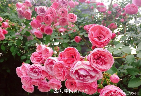 6種月季太勤快，開花一茬接一茬，花量大還抗?。?圖2)