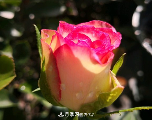 6種月季太勤快，開花一茬接一茬，花量大還抗?。?圖6)