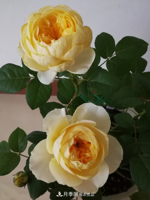 6種月季太勤快，開花一茬接一茬，花量大還抗?。?圖8)