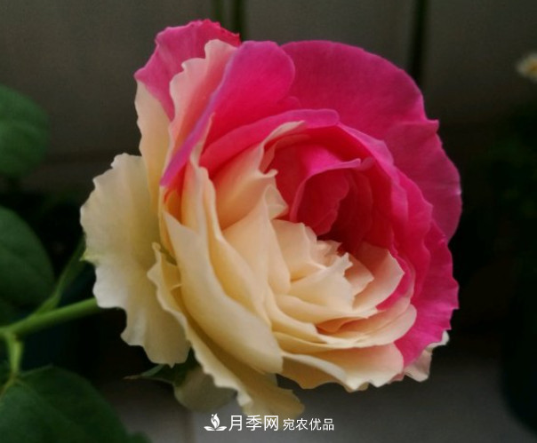 6種月季太勤快，開花一茬接一茬，花量大還抗??！(圖10)