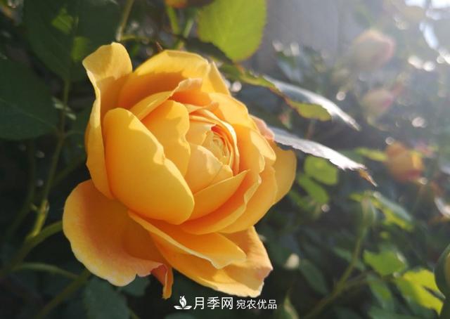 養(yǎng)的月季為什么不愛長？這幾個(gè)原因***常見(圖2)
