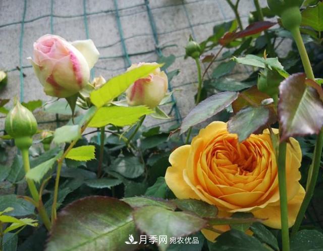 養(yǎng)的月季為什么不愛長？這幾個(gè)原因***常見(圖3)