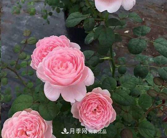 養(yǎng)的月季為什么不愛長？這幾個(gè)原因***常見(圖4)