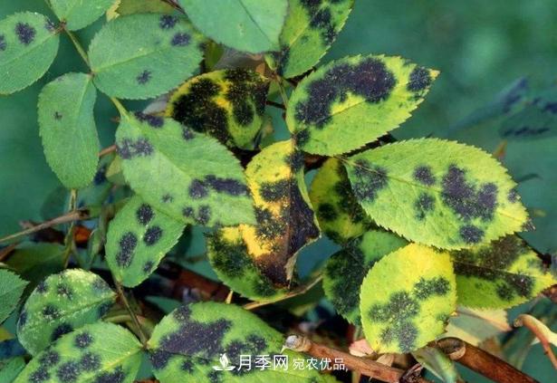 養(yǎng)的月季為什么不愛長？這幾個(gè)原因***常見(圖5)