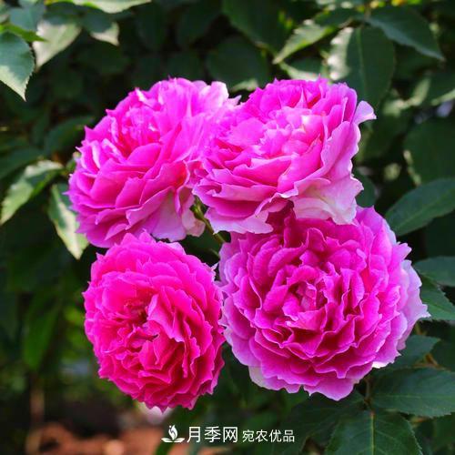 月季是個龐大的家族，這3種***受歡迎，盛夏開花爆盆(圖1)